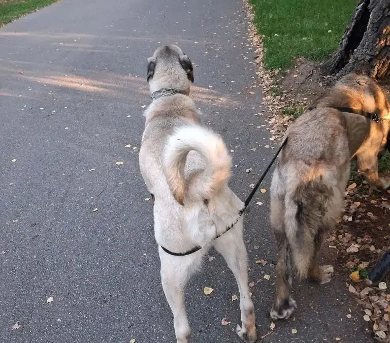 Strażniczka miejska z Częstochowy rozpoznała zaginione psy w internecie i ruszyła im na ratunek